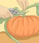 Grow Pumpkins Indoors