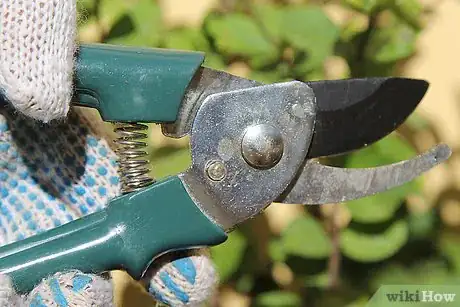 Image titled Care for Flowers Step 20