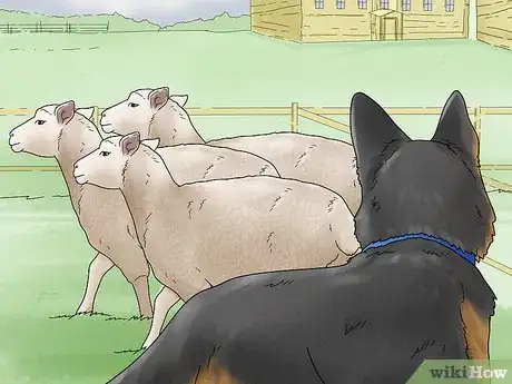 Image titled Choose a High Energy Dog Breed Step 3