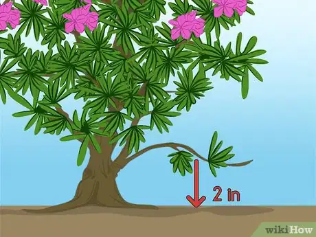 Image titled Propagate Azaleas Step 2