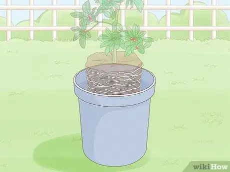 Image titled Grow Miracle Berries Step 3