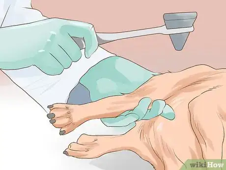 Image titled Diagnose Behavioral Dysfunction in Senior Dogs Step 10