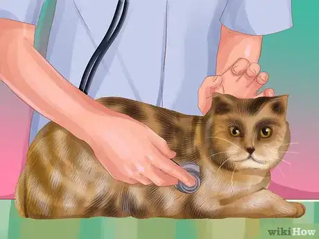 Image titled Diagnose Cytauxzoonosis in Cats Step 8