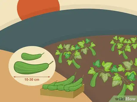 Image titled Harvest Zucchini Step 09