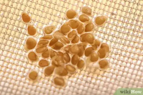 Image titled Save Tomato Seeds for Next Year Step 15