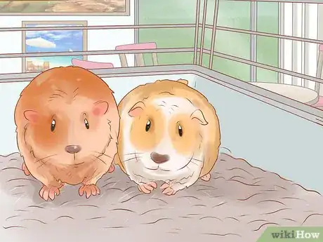 Image titled Care for a Crested Guinea Pig Step 16