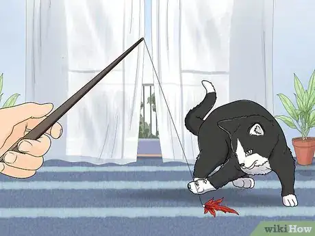 Image titled Fix Clinginess in Cats Step 1