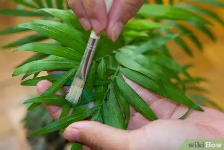 Image titled Clean Your Indoor Houseplants Step 3Bullet2