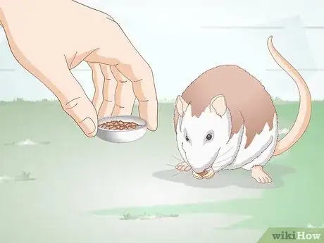 Image titled Help Your Fat Rat Lose Weight Step 1