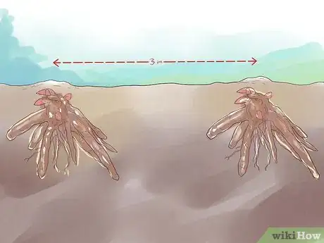 Image titled Plant Peonies Step 3