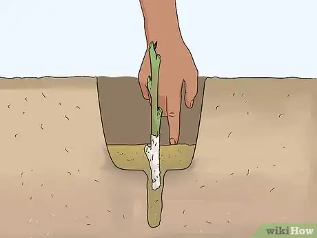 Image titled Take Hardwood Cuttings Step 14