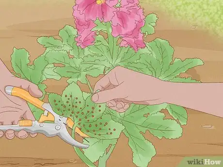 Image titled Prune Hollyhocks Step 10
