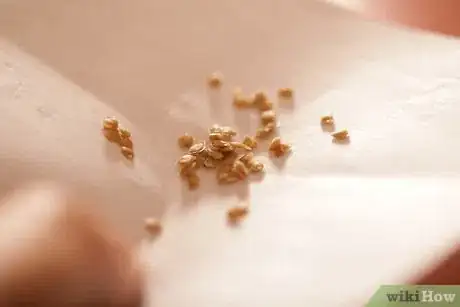 Image titled Save Tomato Seeds for Next Year Step 17