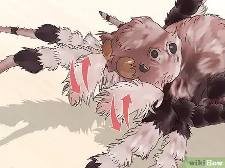 Image titled Identify a Portia Spider Step 7