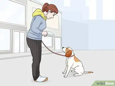 Image titled Identify a Parson Russell Terrier Step 10