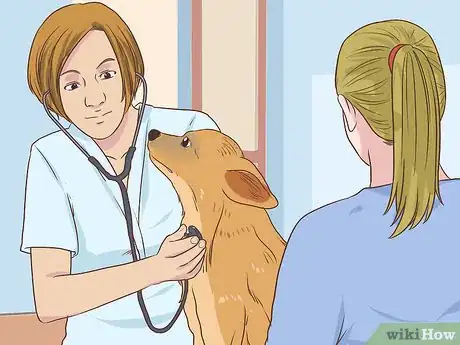 Image titled Diagnose Cardiac Disease in Senior Dogs Step 7