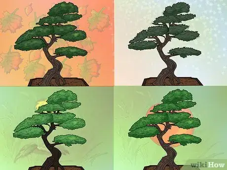 Image titled Make a Western Hemlock Bonsai Tree Step 2