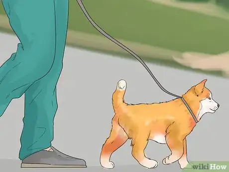 Image titled Introduce Your New Dog to Dogs in the Neighborhood Step 1