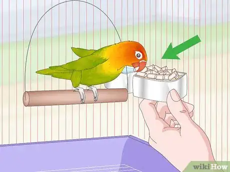 Image titled Treat Chlamydiosis in Lovebirds Step 7