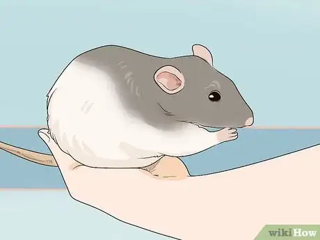 Image titled Choose a Vet for Your Pet Rat Step 9