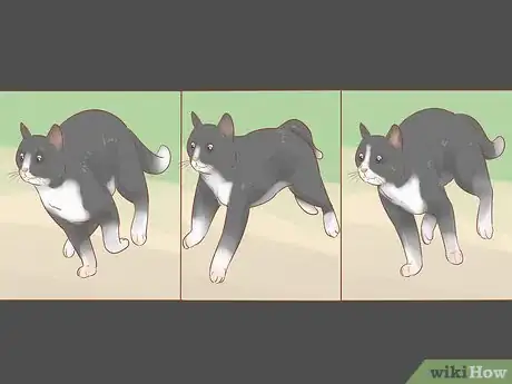 Image titled Take Action Photos of a Cat Step 8