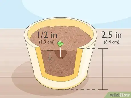 Image titled Grow Rainbow Eucalyptus Step 6