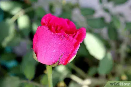 Image titled Care for Flowers Step 12