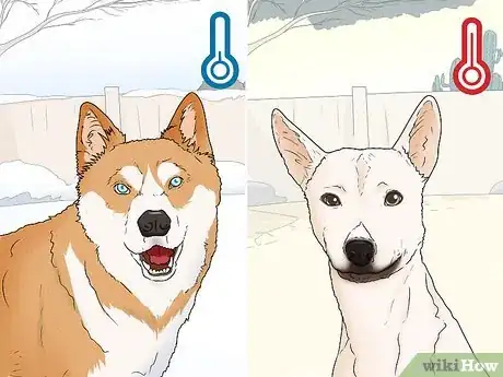 Image titled Choose a Dog Suitable for Your Climate Step 1