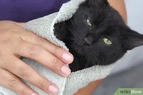 Image titled Make a Homemade Cat Spa Step 24