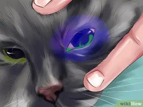 Image titled Treat Keratitis in Cats Step 7