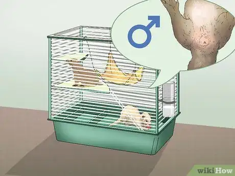 Image titled Raise Ferrets Together Step 13