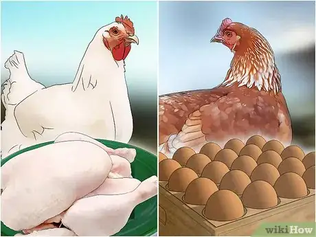 Image titled Be a Poultry Farmer Step 7