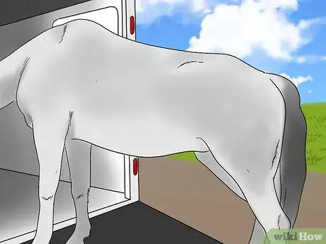 Image titled Load a Frightened Horse Into a Horse Trailer Step 2