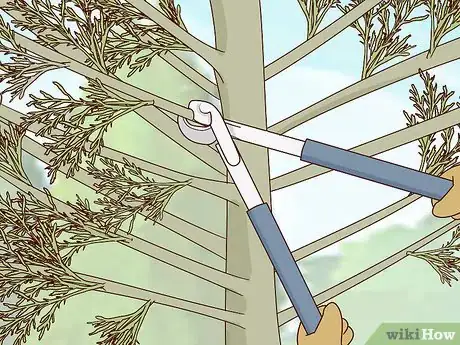 Image titled Prune Arborvitae Step 12