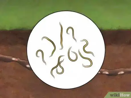 Image titled Get Rid of Termites Step 4