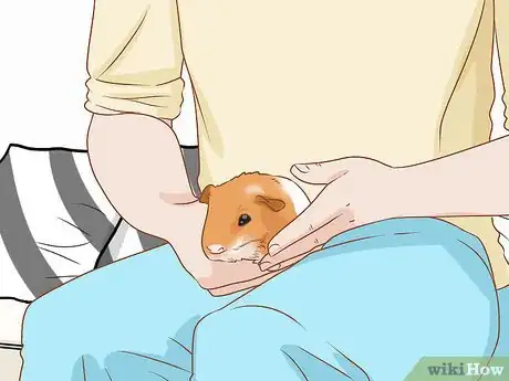 Image titled Get Your Guinea Pig to Eat a Treat Out of Your Hand Step 4