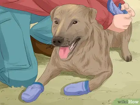 Image titled Keep Your Pets Safe in Winter Step 3