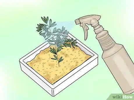 Image titled Propagate Grevilleas Step 6