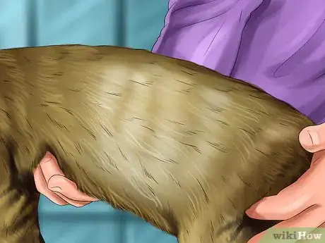 Image titled Check Your Cat's Nose Step 10