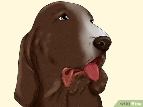 Image titled Identify a Bracco Italiano Step 2