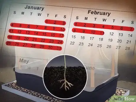 Image titled Grow Snowball Trees Step 14