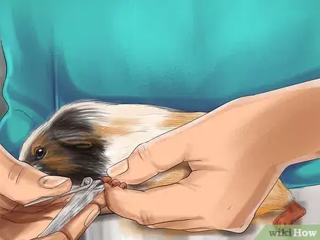 Image titled Prevent Skin Problems in Guinea Pigs Step 6