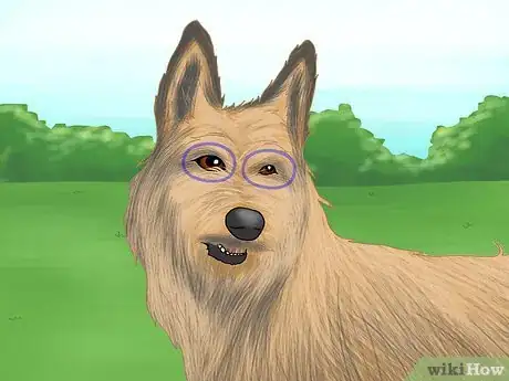 Image titled Identify a Berger Picard Step 3