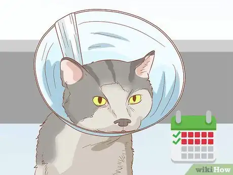 Image titled Treat Cleft Palate in Cats Step 12