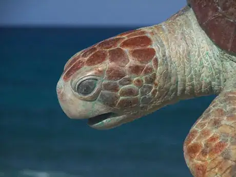 Image titled La Tortuga