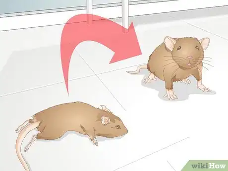 Image titled Help a Gerbil Recover After Stroke Step 9