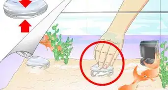 Take Care of a Live Clam