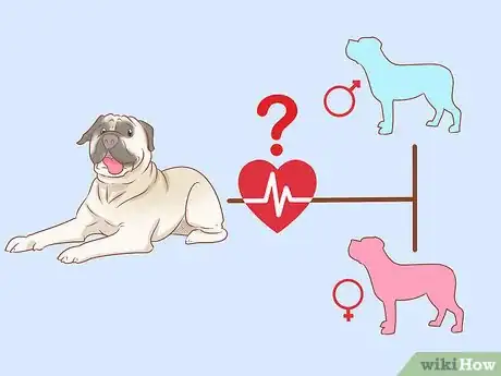 Image titled Care for an English Mastiff Step 1