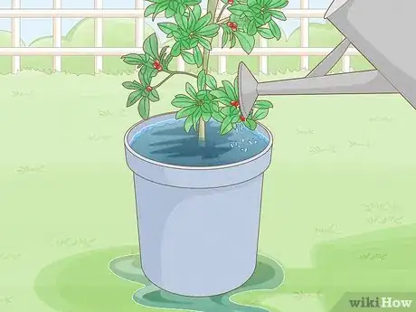 Image titled Grow Miracle Berries Step 7