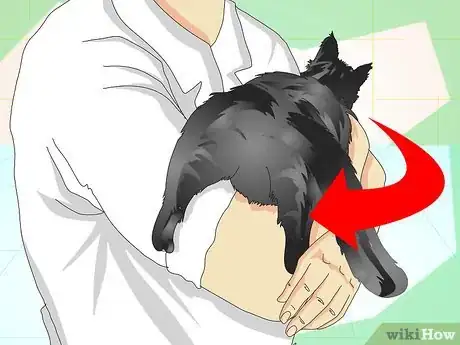 Image titled Tell If a Cat Is Neutered Step 1